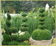 Topiary buxus