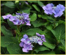 Hydrangea macrophylla Blue Tit' syn 'Blaumeise' vn
