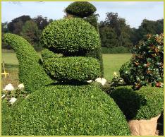Buxus topiary koffiekan