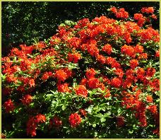 Rhododendron 'Fireglow'KnapHill Exbury azalea habitus