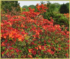 Rhododendron Hotspur Red' habitus foto Knaphill Exbury azalea