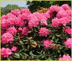 Rhododendron 'Marlis'R'Mars'x'R yakushimanum Koichiro Wada habitus2