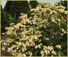 Rhododendron 'Nancy Buchanan' habitus foto Knaphill Exbury azalea